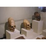 Elongated head skulls from Peru. Regional Museum of Ica city.