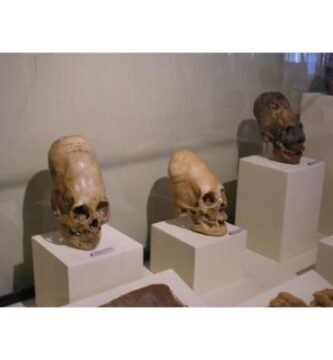 Elongated head skulls from Peru. Regional Museum of Ica city.