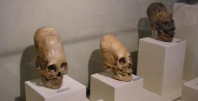 Elongated head skulls from Peru. Regional Museum of Ica city.