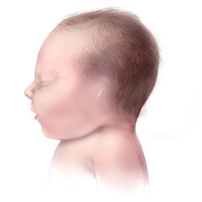 Newborn head illustration. Side view of a baby