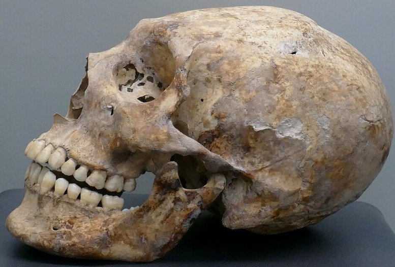 Elongated skull from the Mayan Archaeological Museum, San Miguel Fort, Campeche, MEXICO