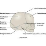Newborn skull side view