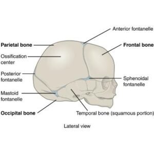 Newborn skull side view