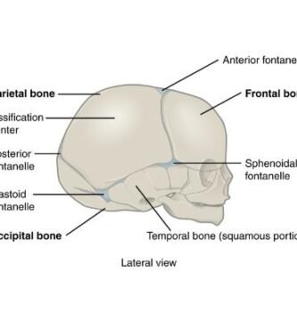Newborn skull side view