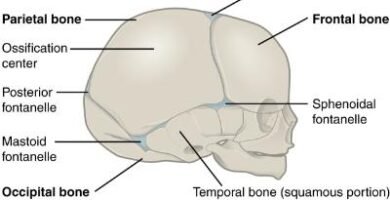 Newborn skull side view