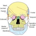 Anatomical skull