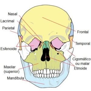 Anatomical skull