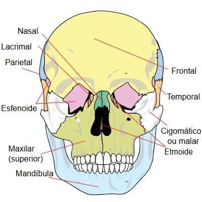 Anatomical skull