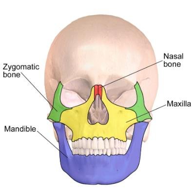 Bones of the face