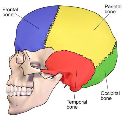 Bones of the skull