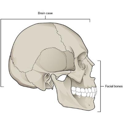 Bones of the head