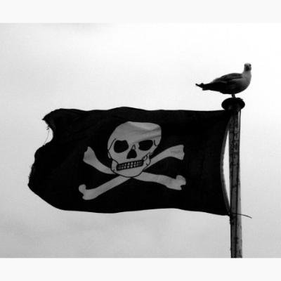 Pirate skull flag flying with a bird