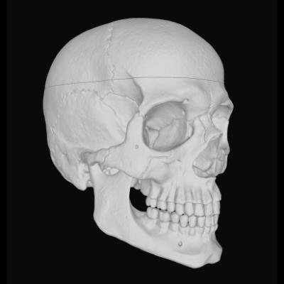 Human skull 3D model