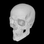 Three-quarter perspective view of a human skull anatomy model with teeth