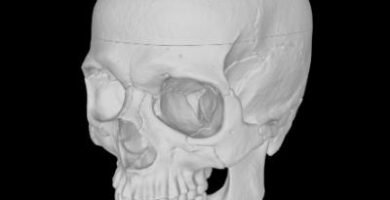 Human skull 3D view