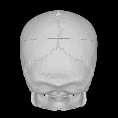 Human skull reference back side