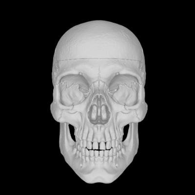 Skull 3D model front side