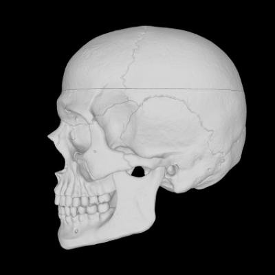 Skeleton head 3D model left side