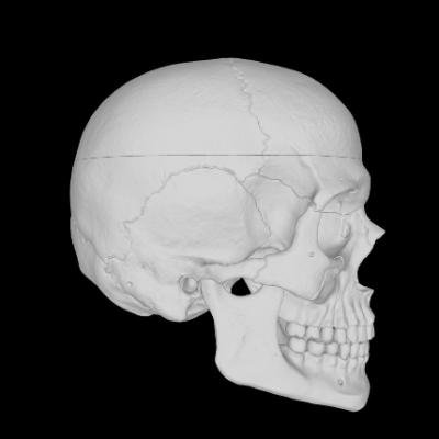 3D model skull right side